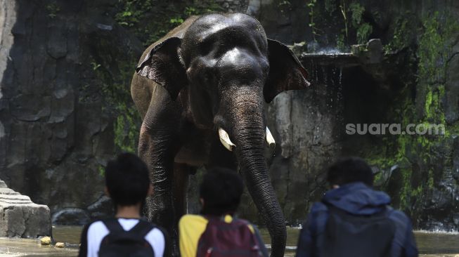 Buka Kembali Mulai Hari Ini, Simak Syarat Wisata ke Ragunan