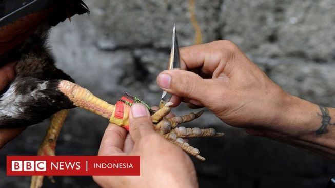 Polisi Meninggal Diserang Ayam Aduan yang Dipasangi Pisau Taji