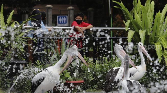 Pengunjung melihat burung pelikan di Taman Margasatwa Ragunan, Jakarta, Kamis (29/10/2020). [Suara.com/Angga Budhiyanto]