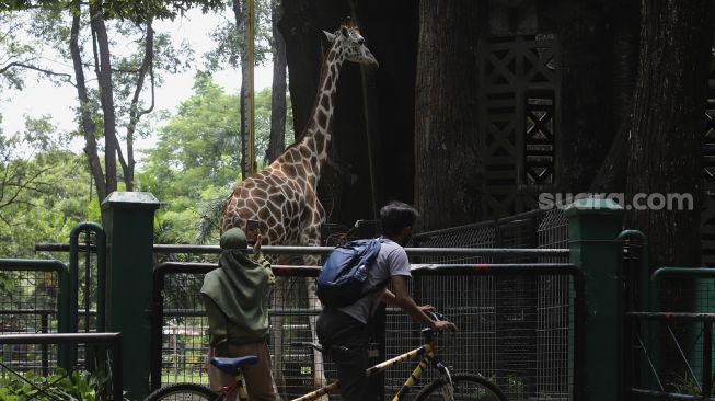 Libur Panjang, Warga Serbu Ragunan, Pengunjung Naik Dua Kali Lipat