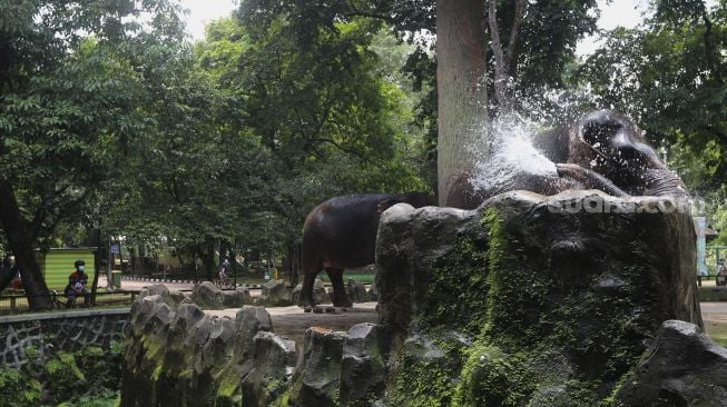 Pengunjung melihat gajah di Taman Margasatwa Ragunan, Jakarta, Kamis (29/10/2020). [Suara.com/Angga Budhiyanto]