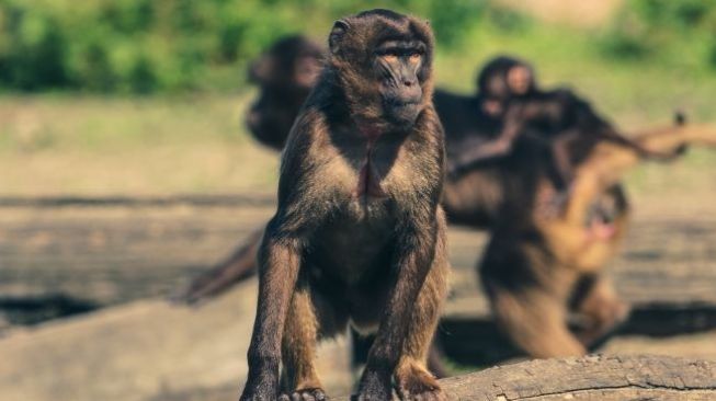 Ribuan Monyet “Perampok” Teror Turis Dan Peternakan