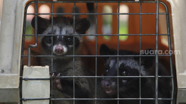 Dua ekor musang berada di dalam kandang usai melakukan vaksinasi rabies dan pemeriksaan kesehatan hewan peliharaan secara gratis di RPTRA Taman Mandala, Tebet, Jakarta, Sabtu (31/10/2020). [Suara.com/Angga Budhiyanto]