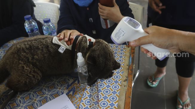 Petugas memindai suhu tubuh seekor musang saat kegiatan vaksinasi rabies dan pemeriksaan kesehatan hewan peliharaan secara gratis di RPTRA Taman Mandala, Tebet, Jakarta, Sabtu (31/10/2020). [Suara.com/Angga Budhiyanto]