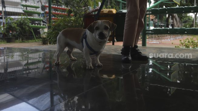 Warga mengantre untuk memeriksa kesehatan hewan peliharaannya dan vaksinasi rabies secara gratis di RPTRA Taman Mandala, Tebet, Jakarta, Sabtu (31/10/2020). [Suara.com/Angga Budhiyanto]