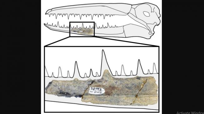 Burung terbesar di dunia, Pelagornitida. [UC Berkeley]