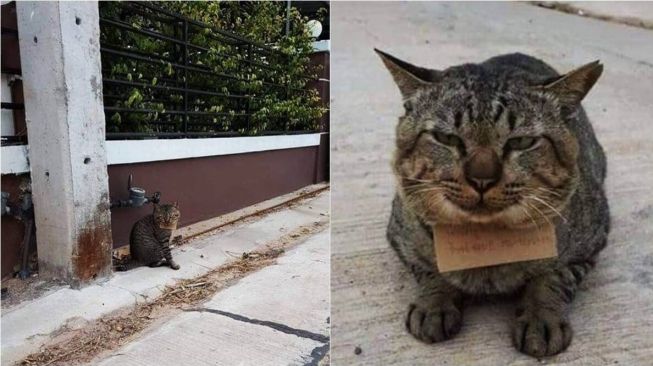 Viral Kucing Pulang Bawa Utang usai Hilang 3 Hari. (Facebook/Chuangpuaksiam)