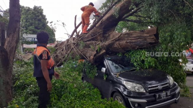 Pohon tumbang timpa mobil di Bogor, Senin (2/11/2020). (Suara.com/Andi Ahmad Sulaendi).