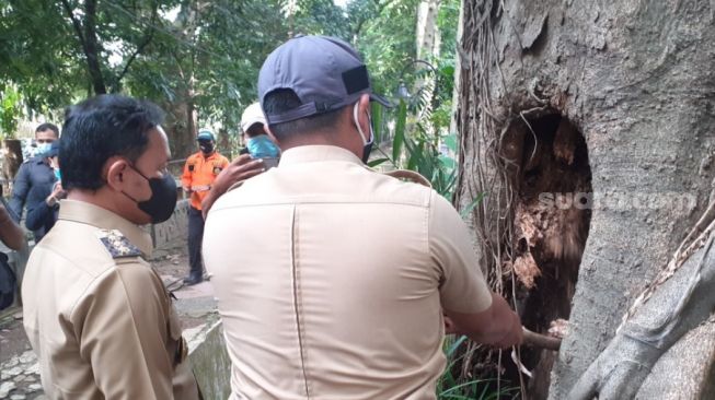 Wali Kota Bogor, Bima Arya Sugiarto saat meninjau lokasi pohon tumbang, Senin (2/11/2020). (Suara.com/Andi Ahmad Sulaendi).