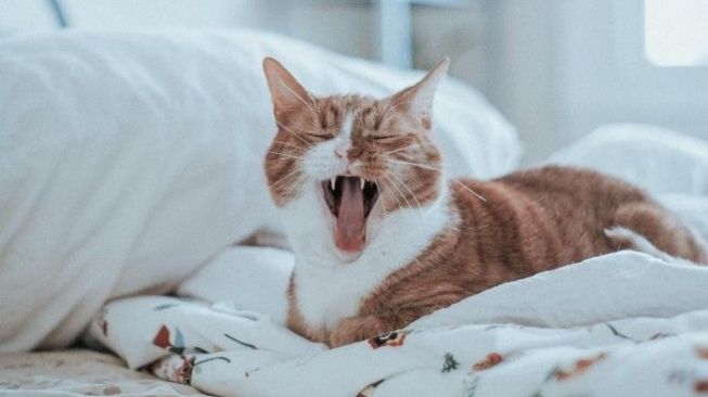 18 Arti mimpi kucing sgp