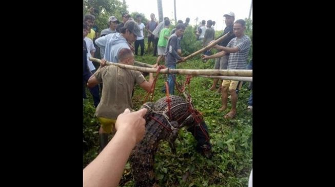 Ngeri! Puluhan Buaya Lepas, Warga Sekitar Sungai Cisadane Diminta Waspada