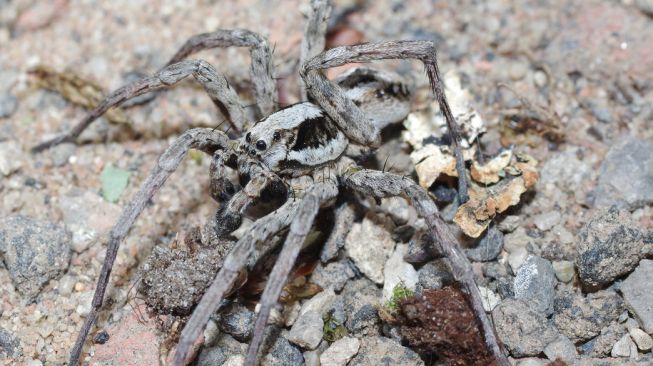 Laba-laba raksasa, Alopecosa fabrilis. [Surreywildlifetrust.org]