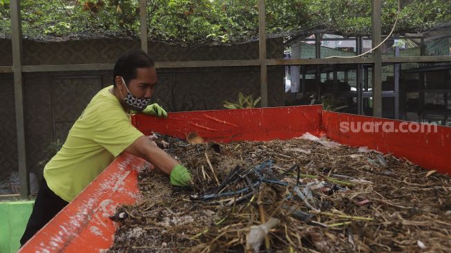 Petugas membudidayakan ulat maggot di Kantor Dinas Lingkungan Hidup DKI Jakarta, Selasa (3/11/2020). [Suara.com/Angga Budhiyanto]