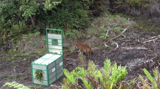 Harimau Sumatera Tertangkap di Tapsel Dilepasliarkan ke Kawasan TNGL