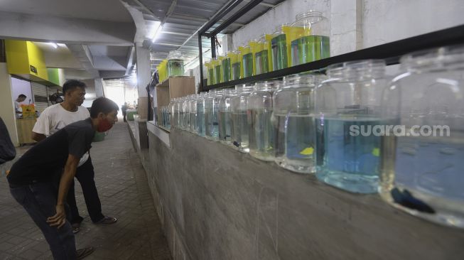 Calon pembeli mengamati ikan cupang hias dalam Pameran dan Bazaar Cupang di Pasar Gembrong Baru Cipinang, Jatinegara, Jakarta, Rabu (4/11/2020). [Suara.com/Angga Budhiyanto]