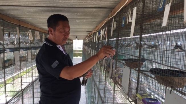 Kisah Toni Mendulang Cuan dari Beternak Perkutut Bangkok