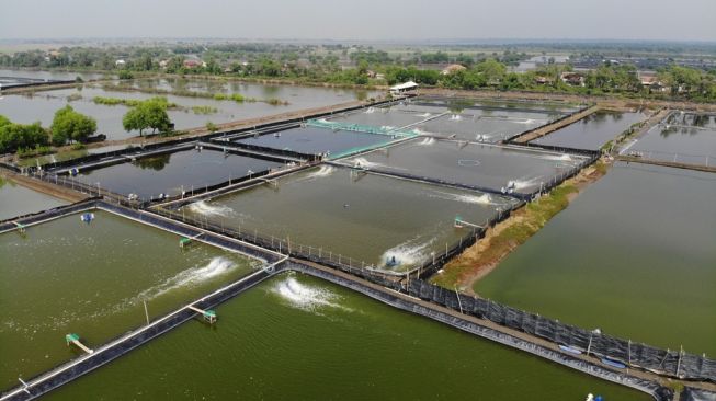 Ribuan Hektar Tambak Ikan Terendam Banjir, Petani Rugi Puluhan Miliar