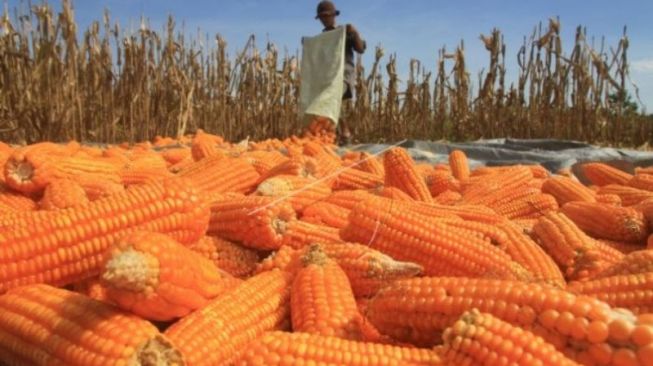 Petani Lebak Banten Andalkan Jagung Jadi Penopang Ekonomi Saat Pandemi