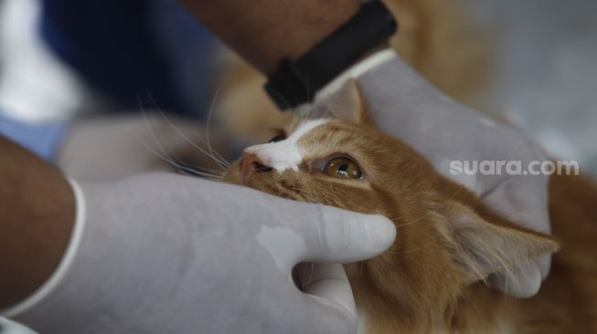 Paramedis dari pusat kesehatan hewan (Puskewan) Dinas Ketahanan, Pertanian, dan Perikanan Kota Administrasi Jakarta Selatan memeriksa hewan peliharaan saat vaksinasi rabies dan pemeriksaan kesehatan hewan peliharaan secara gratis di Kantor Kelurahan Rawajati, Pancoran, Jakarta, Sabtu (7/11/2020). [Suara.com/Angga Budhiyanto]