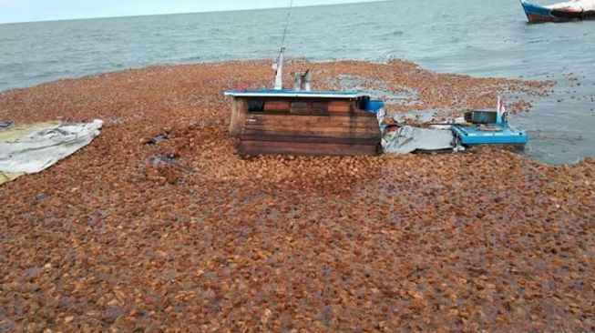 Kapal Pembawa Kelapa dari Inhil Karam di Perairan Selat Panjang