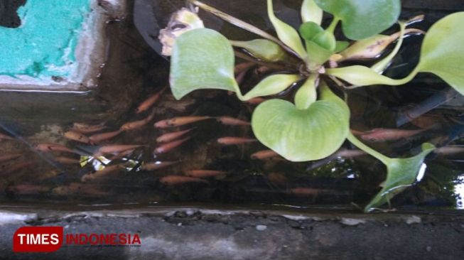 Kampung Wisata Oase Surabaya yang Bekerjasama dengan Swiss Mengolah Sampah
