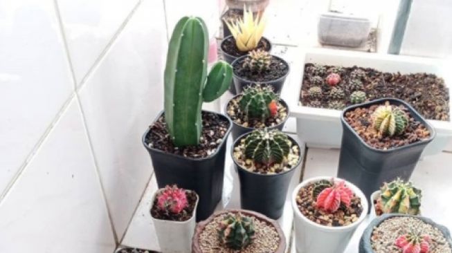 Kisah Jova, Hobi Berkebun Tanaman Indoor Hingga Berujung Cuan Kala Pandemi