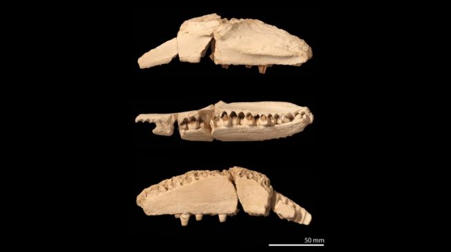 Fosil hadrosaurus. [Wikipedia]