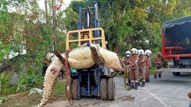 Viral Warga Temukan Buaya Seberat 800 kg, Mesti Diangkat Pakai Forklift