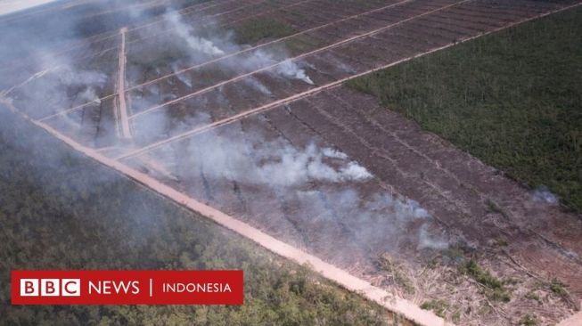 Papua: Investigasi Ungkap Perusahaan Bakar Hutan Buat Perluasan Lahan Sawit