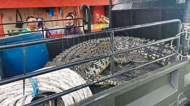 Viral Buaya 2 Meter Sembunyi di Saluran Air Dekat Sekolah, Warga Geger