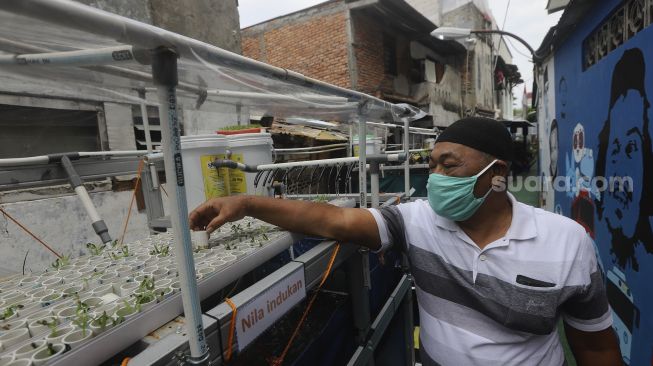 Warga merawat sayuran hidroponik di Kampung Sehat, Utan Kayu Selatan, Jakarta, Kamis (12/11/2020). [Suara.com/Angga Budhiyanto]