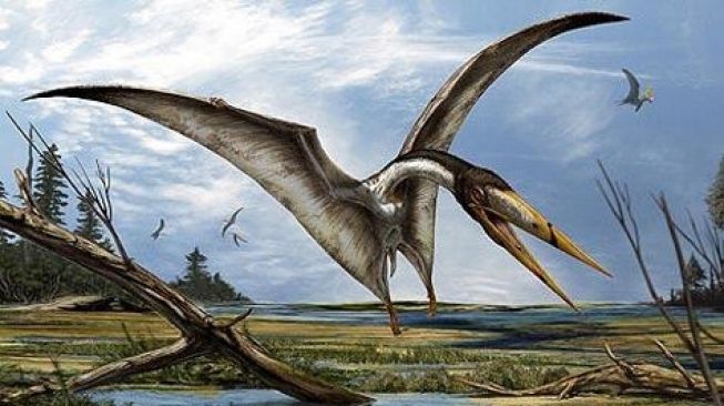 Ilustrasi Pterosaurus. [Phys.org]