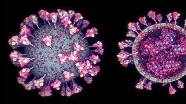 Penampilan luar dan dalam virus corona Covid-19 (KAUST Discovery)