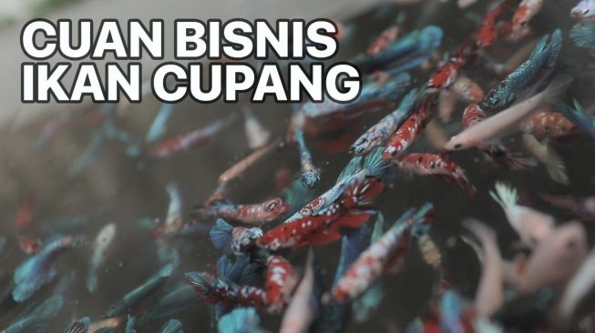 Tren Ikan Cupang: Hobi, Pandemi dan Raup Cuan Besar