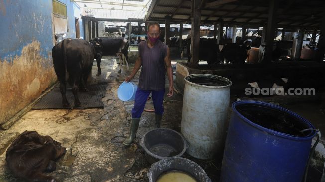 Petugas merawat sapi di salah satu peternakan sapi di kawasan Pengadegan, Jakarta, Sabtu (14/11/2020). [Suara.com/Angga Budhiyanto]