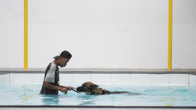 Pelatih mendampingi anjing jenis gembala Jerman (German Shepherd) saat menjalani pelatihan renang di AK9 Dog Sport Training Center, Parongpong, Kabupaten Bandung Barat, Jawa Barat, Sabtu (14/11/2020). [ANTARA FOTO/M Agung Rajasa]