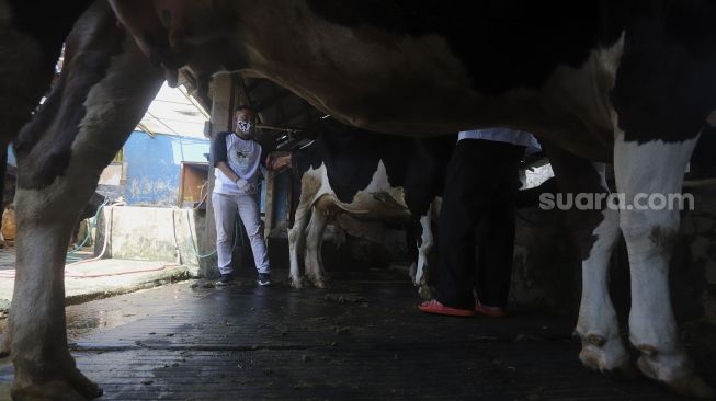 Petugas Dinas Ketahanan Pangan, Kelautan dan Pertanian (KPKP) Provinsi DKI Jakarta melakukan inseminasi buatan atau kawin suntik di salah satu peternakan sapi di kawasan Pengadegan, Jakarta, Sabtu (14/11/2020). [Suara.com/Angga Budhiyanto]