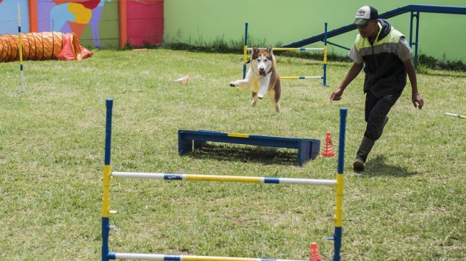 Pelatih mendampingi anjing jenis Siberian Husky saat berlatih melewati halang rintang di AK9 Dog Sport Training Center, Parongpong, Kabupaten Bandung Barat, Jawa Barat, Sabtu (14/11/2020). [ANTARA FOTO/M Agung Rajasa]