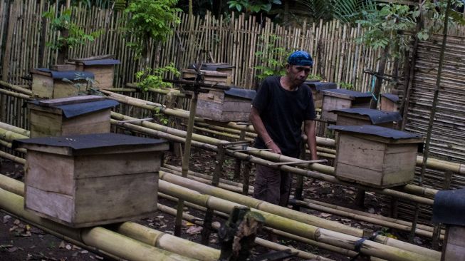 Warga suku Baduy Luar memeriksa tempat sarang lebah madu "nyirueun" atau lebah madu ternak di Kampung Kaduketug, Lebak, Banten, Sabtu (14/11/2020). [ANTARA FOTO/Muhammad Bagus Khoirunas]