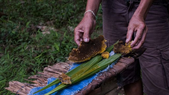 Warga suku Baduy Luar memanen sarang lebah madu "nyirueun" atau lebah madu ternak di Kampung Kaduketug, Lebak, Banten, Sabtu (14/11/2020). [ANTARA FOTO/Muhammad Bagus Khoirunas]