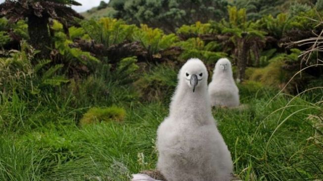 Tristan da Cunha yang enjadi Suaka Margasatwa terlengkap  [IFL Science].