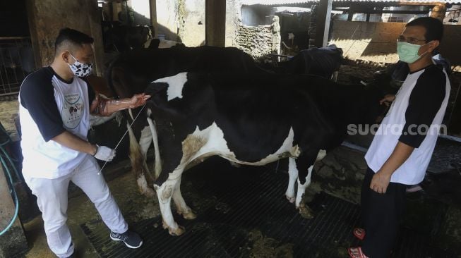 Petugas Dinas Ketahanan Pangan, Kelautan dan Pertanian (KPKP) Provinsi DKI Jakarta melakukan inseminasi buatan atau kawin suntik di salah satu peternakan sapi di kawasan Pengadegan, Jakarta, Sabtu (14/11/2020). [Suara.com/Angga Budhiyanto]