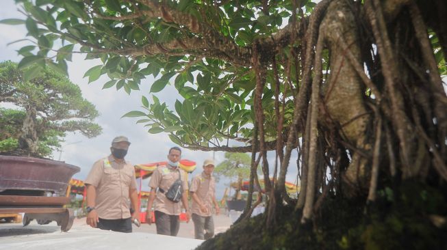 Pengunjung melihat pohon bonsai yang dipamerkan di Pantai Padang, Sumatera Barat, Minggu (15/11/2020).   [ANTARA FOTO/Iggoy el Fitra]