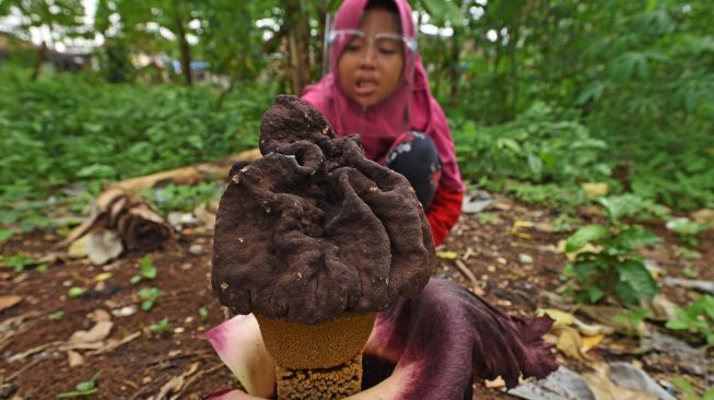 Seorang anak memperhatikan bunga bangkai jenis Amorphophallus paeoniifolius yang mekar di kebun milik warga di Kampung Soyog, Serang, Banten, Senin (16/11/2020). [ANTARA FOTO/ASEP FATHULRAHMAN]
