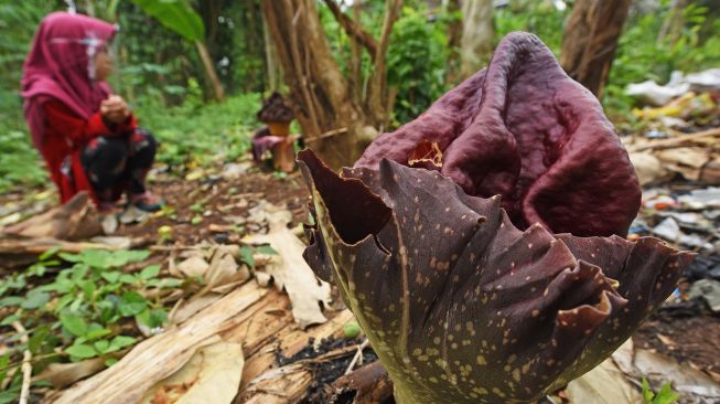 Bunga bangkai jenis Amorphophallus paeoniifolius mekar di kebun milik warga di Kampung Soyog, Serang, Banten, Senin (16/11/2020).  [ANTARA FOTO/ASEP FATHULRAHMAN]