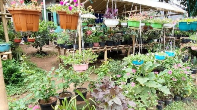 Kampung Bunga di Dusun Teko, Desa Pallantikang, Kecamatan Pattallassang, Kabupaten Gowa beberapa bulan terakhir ramai dikunjungi warga / [Foto Suarasulsel.id: Lorensia Clara Tambing]