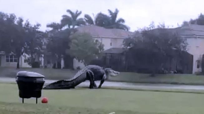 Aligator Raksasa Melintas di Lapangan Golf Florida Amerika