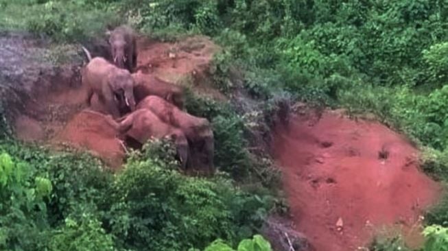 Gajah liar Mengamuk Bikin Hasil Kebun dan Satu Rumah Warga Rusak Parah