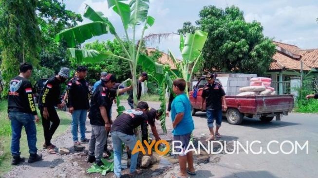 Tak Kunjung Diperbaiki, Warga Indramayu Tanam Pisang di Jalan Berlubang