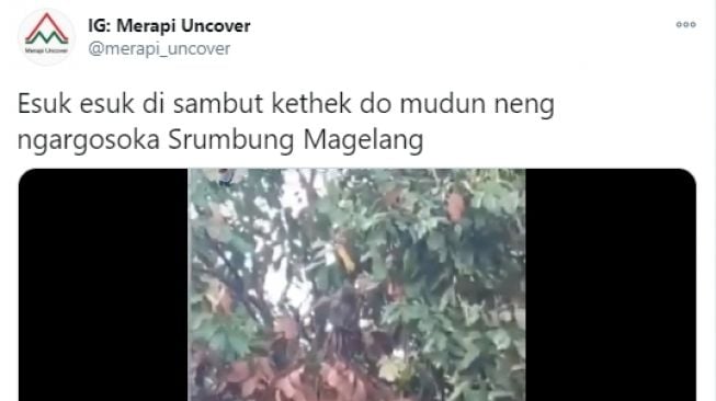 Rombongan monyet di pekarangan rumah warga Ngargosoka, Srumbung, Magelan. - (Twitter/@merapi_uncover)